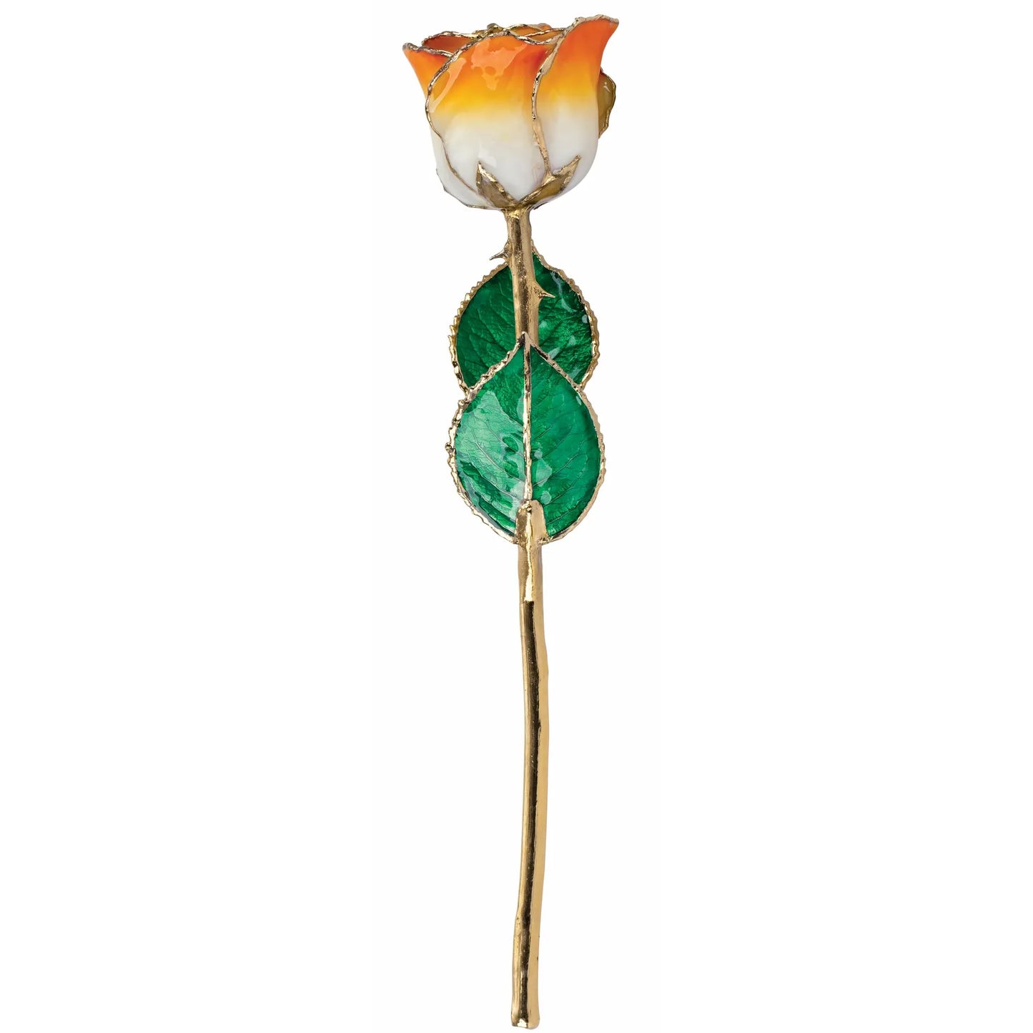 Citrus Ombre 24K Rose