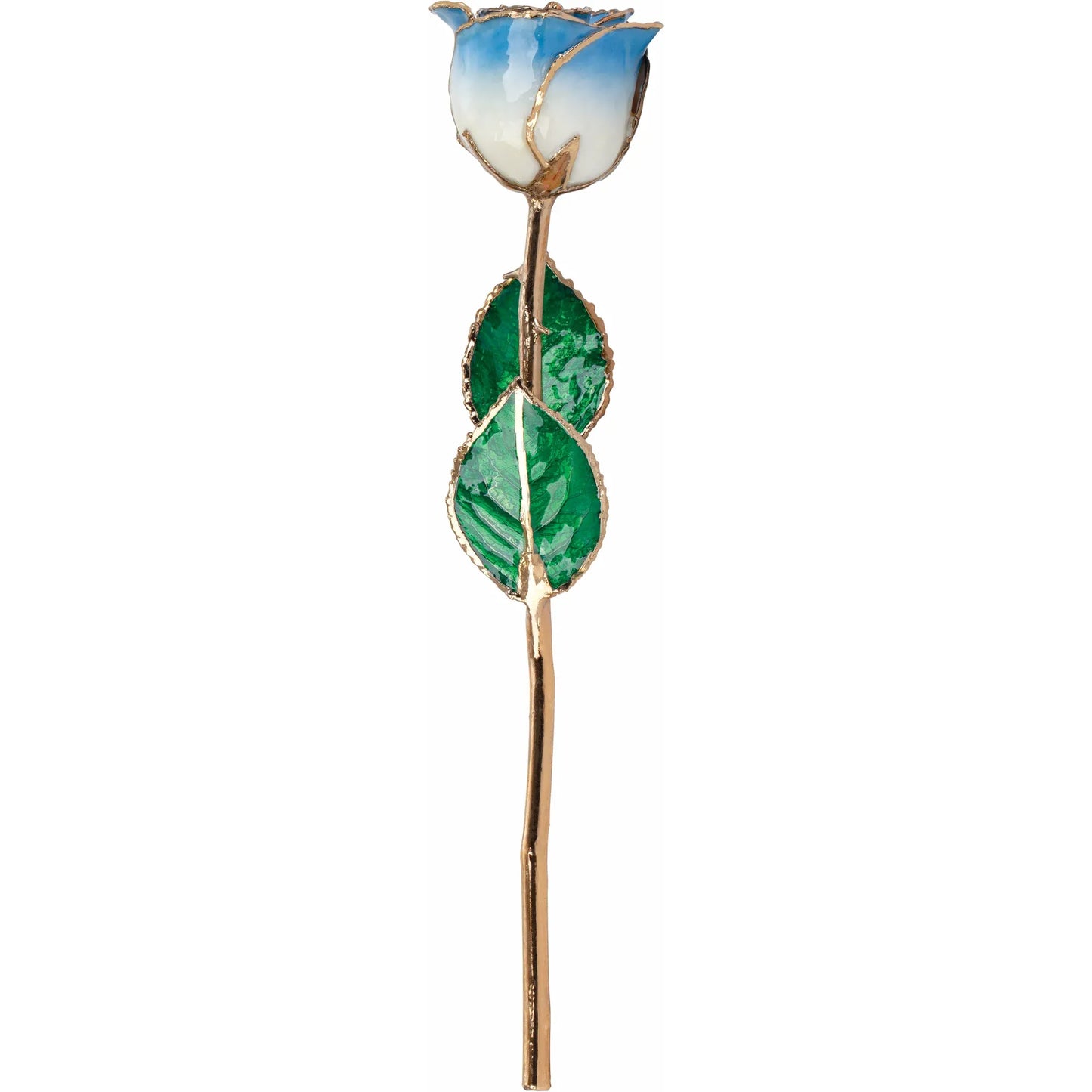 Blue Ombre 24K Rose