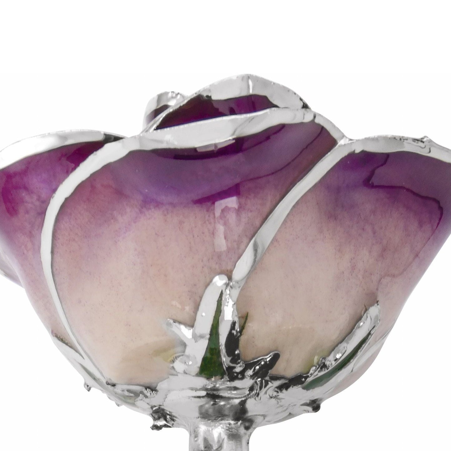 Preserved Purple Rose with Platinum Trim for Luxury Home Decor