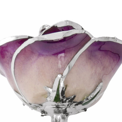 Preserved Purple Rose with Platinum Trim for Luxury Home Decor