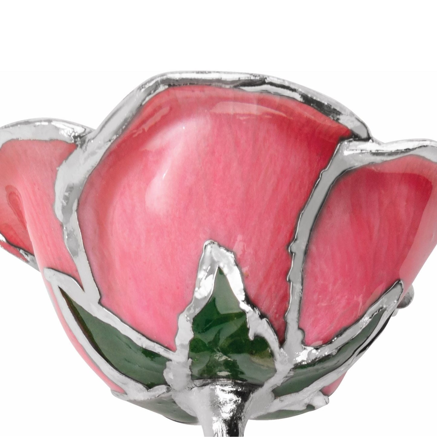 Preserved Pink Rose with Platinum Trim for Luxury Home Decor