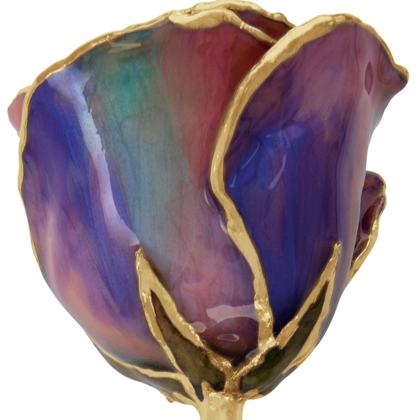 Preserved October Opal Colored Rose with 24K Gold Trim for Luxury Home Decor