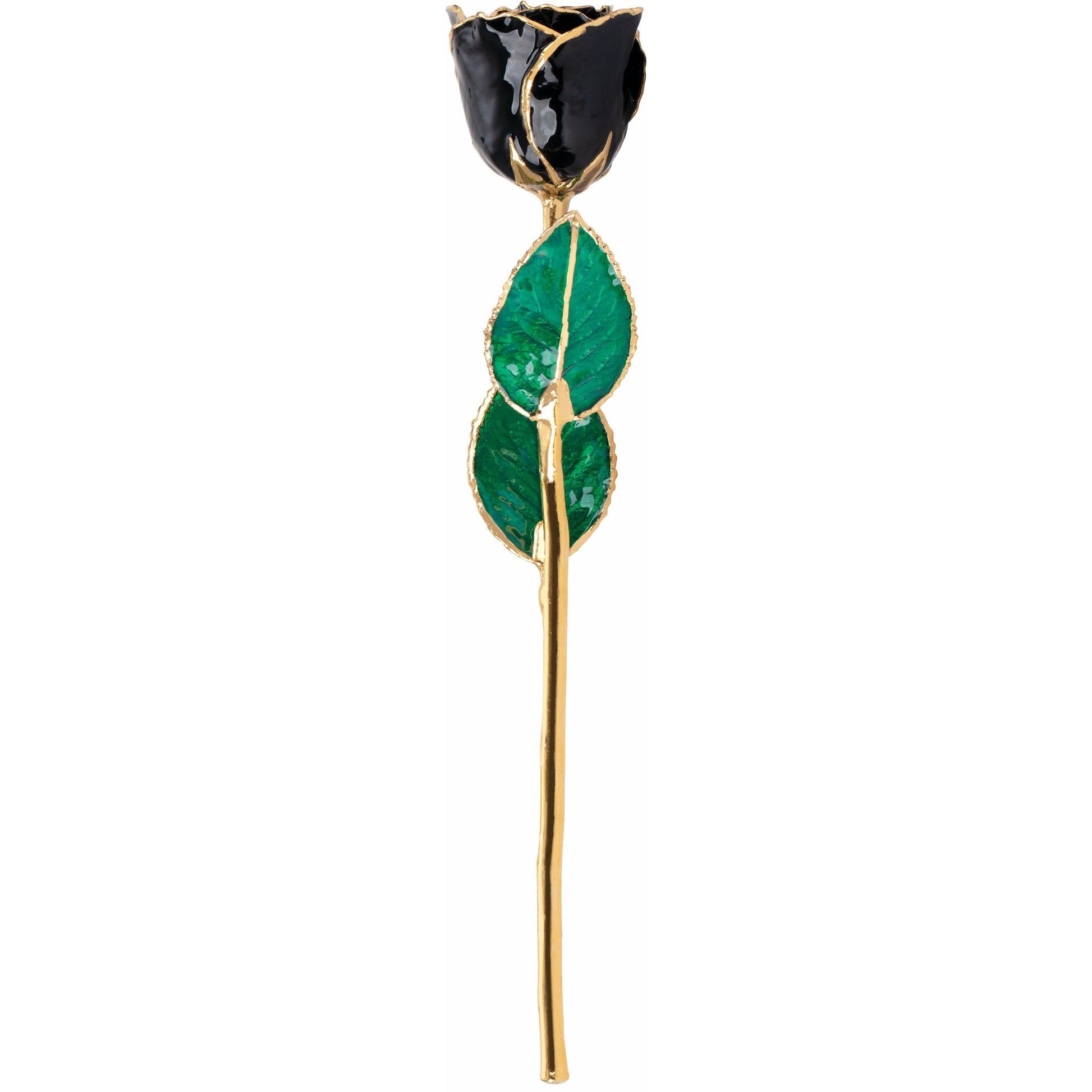 Preserved Black Rose with 24K Gold Trim for Luxury Home Decor