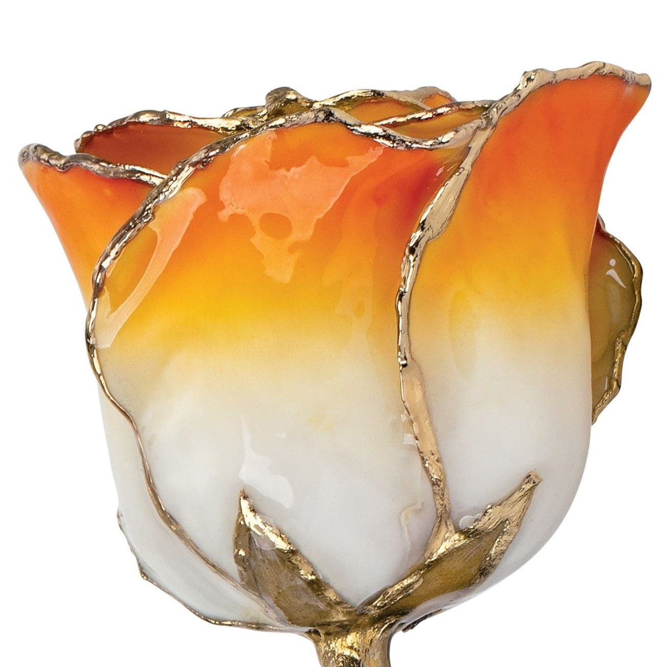Preserved Cream Orange Rose with 24K Gold Trim for Luxury Home Decor