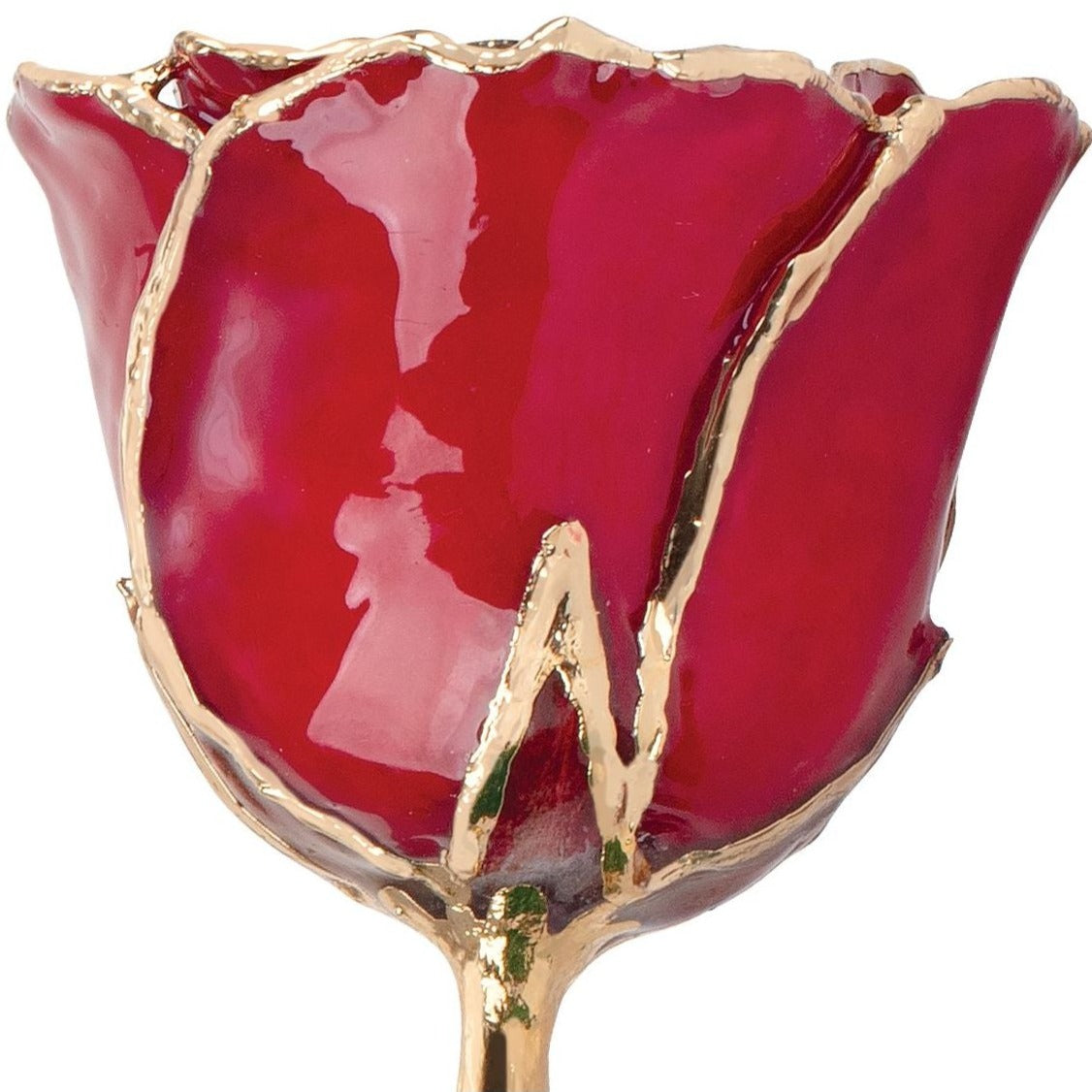 Preserved Ruby Colored Rose with 24K Gold Trim for Luxury Home Decor