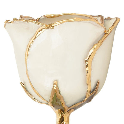 Preserved Pearl Colored Rose with 24K Gold Trim for Luxury Home Decor