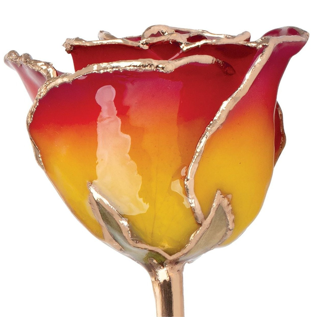 Preserved Sunset Yellow & Red Rose with 24K Gold Trim for Luxury Home Decor