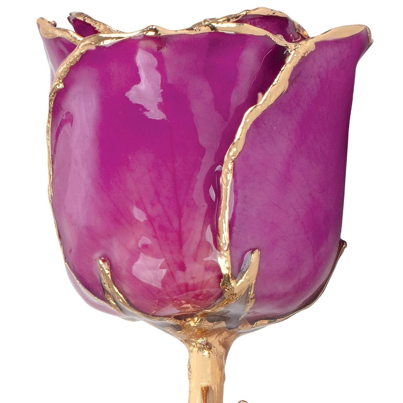 Preserved Amethyst Colored Rose with 24K Gold Trim for Luxury Home Decor