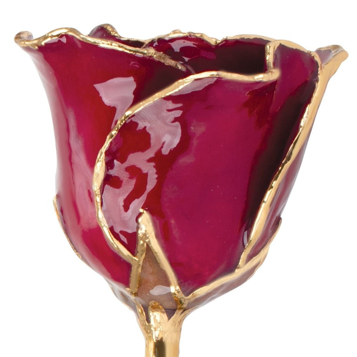Preserved Garnet Colored Rose with 24K Gold Trim for Luxury Home Decor
