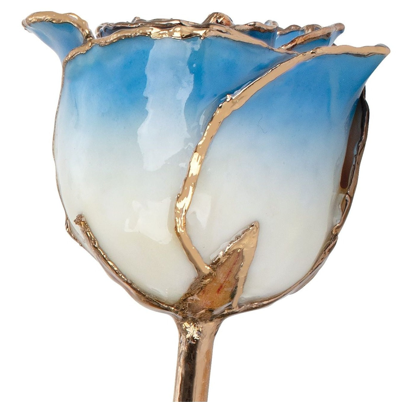 Preserved Cream Blue Rose with 24K Gold Trim for Luxury Home Decor
